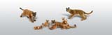 A1949 Cougars and Cubs - HO Scale Coming Soon... (Click for larger picture)