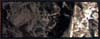 C1221 Raw Umber 4 oz.Vol. Earth Colors Liquid Pigment (Click for larger picture)