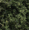 F1131 Fine-Leaf Foliage™ - Medium Green Fine-Leaf Foliage (Click for larger picture)
