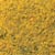 F176 Flowering Foliage™ - Yellow (covers 100 sq. in.) Landscape Accents (Click for larger picture)