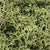 L161 Lichen - Spring Green (1 1/2 qt./82 cu. in. ) Lichen (Click for larger picture)