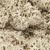 L166 Lichen - Natural (1 1/2 qt./82 cu. in. ) Lichen (Click for larger picture)