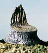 Cut Stumps 14pkg