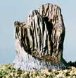 Broken Stumps 14pkg