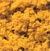 Coarse Turf - Fall Yellow (50 cu. in. Shaker)