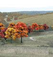 TR1575 Fall Colors Deciduous 3/4"- 2"(38 pkg) Ready Made Trees Value Pack (Click for larger picture)