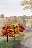 TR1577 Fall Colors Deciduous 3"- 5"(14 pkg) Ready Made Trees Value Pack (Click for larger picture)