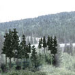 TR1580 Conifer Colors Pine 2 1/2"- 4"(33 pkg) Ready Made Trees Value Pack (Click for larger picture)
