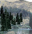 TR1581 Conifer Colors Pine 4"- 6"(24 pkg) Ready Made Trees Value Pack (Click for larger picture)