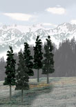 TR1582 Conifer Colors Pine 6"- 8"(12 pkg) Ready Made Trees Value Pack (Click for larger picture)