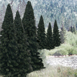 TR1585 Evergreen Blend Fir 2"- 4"(18 pkg) Ready Made Trees Value Pack (Click for larger picture)