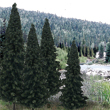 TR1586 Evergreen Blend Fir 4"- 6"(13 pkg) Ready Made Trees Value Pack (Click for larger picture)