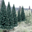 TR1587 Blue Spruce 2"- 4"(18 pkg) Ready Made Trees Value Pack (Click for larger picture)