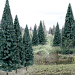 TR1588 Blue Spruce 4"- 6"(13 pkg) Ready Made Trees Value Pack (Click for larger picture)