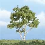 TR1601 Birch - 3 7/8" Premium Trees (Click for larger picture)