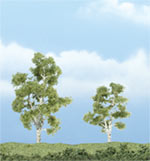 TR1603 Sycamore - 3" & 2 1/4" Premium Trees (Click for larger picture)