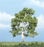 TR1609 Sycamore - 3 7/8" Premium Trees (Click for larger picture)