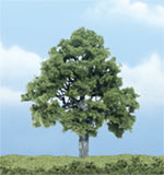 TR1615 Beech - 4" Premium Trees (Click for larger picture)