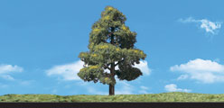 TR3502 Sun Kissed - 1 1/4"- 2" Coming Soon... (Click for larger picture)