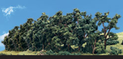 TR3581 Hedgerow - 1"- 2" Coming Soon... (Click for larger picture)