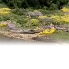 Dead Fall Video