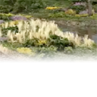 Field Grass Video