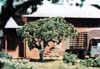 TK12 2 1/2" Ornamental (5/kit) Small Tree Kits (Click for larger picture)