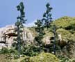TK14 3 1/4" Softwood Pine (5/Kit) Small Tree Kits (Click for larger picture)