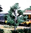 TK17 3 1/2" Shag Bark (3/Kit) Small Tree Kits (Click for larger picture)