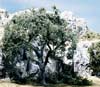 TK19 4" Shade Tree (2/kit) Small Tree Kits (Click for larger picture)