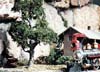 TK21 4 1/2" Gnarled (2/kit) Small Tree Kits (Click for larger picture)