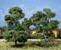 TK26 7"- 7 1/2" Big Old Trees (2/kit) Large Tree Kits (Click for larger picture)
