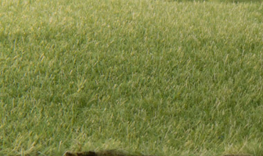 Woodland Scenics FS613 Static Grass Dark Green 2mm 