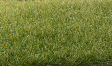30g 4mm Bright Green Grass Static Grass 