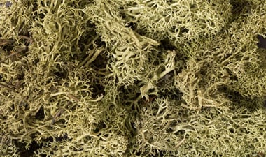 Details about  / Four Bags of Lichen Scenery Bush Material