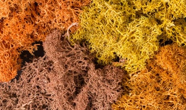 Details about  / Four Bags of Lichen Scenery Bush Material