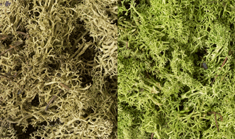 Dark green mix lichen, moss, scenic textures, 646074180226