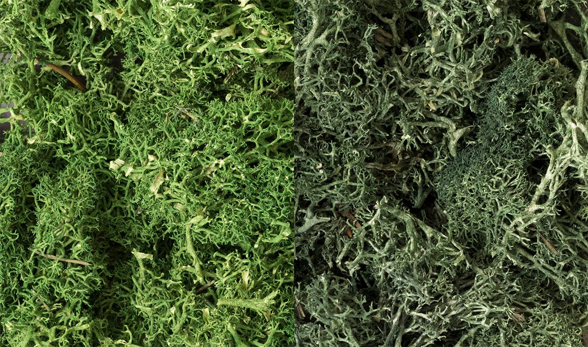 Lichen - Dark Green Mix - Model bushes, moss and other ground cover, or use as tree foliage to model quick and economical tree masses