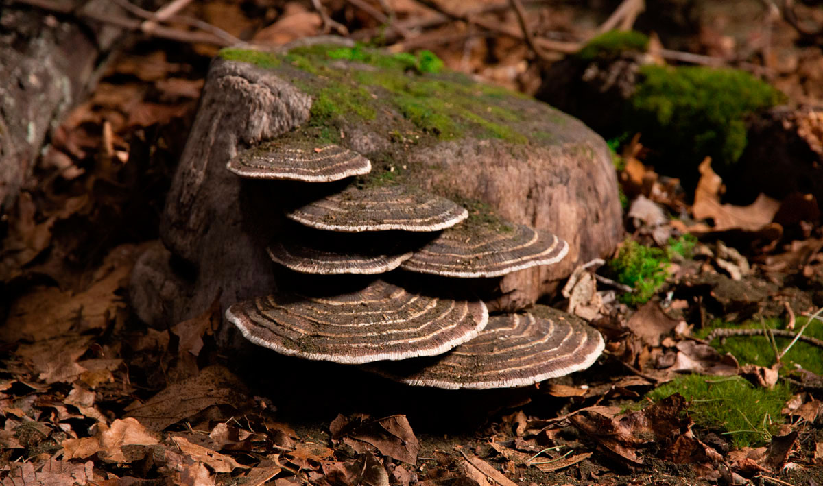 Shelf Mushrooms Woodland Scenics