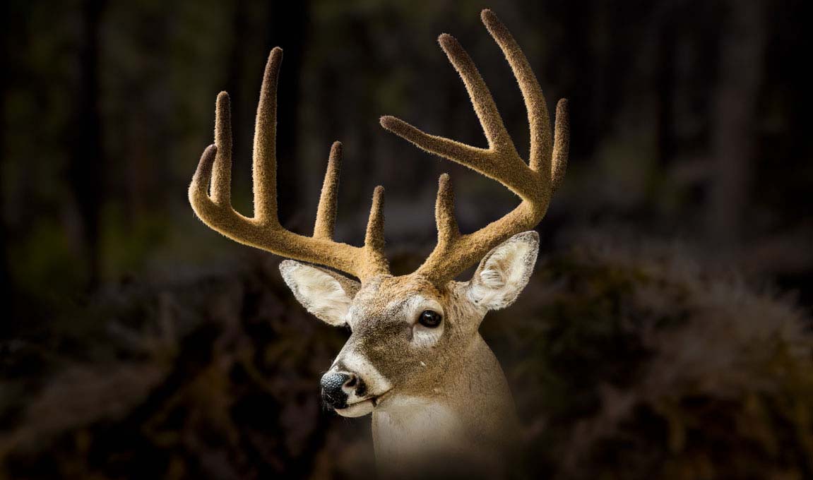 Antler-Velvet-Taxidermy-Fiber
