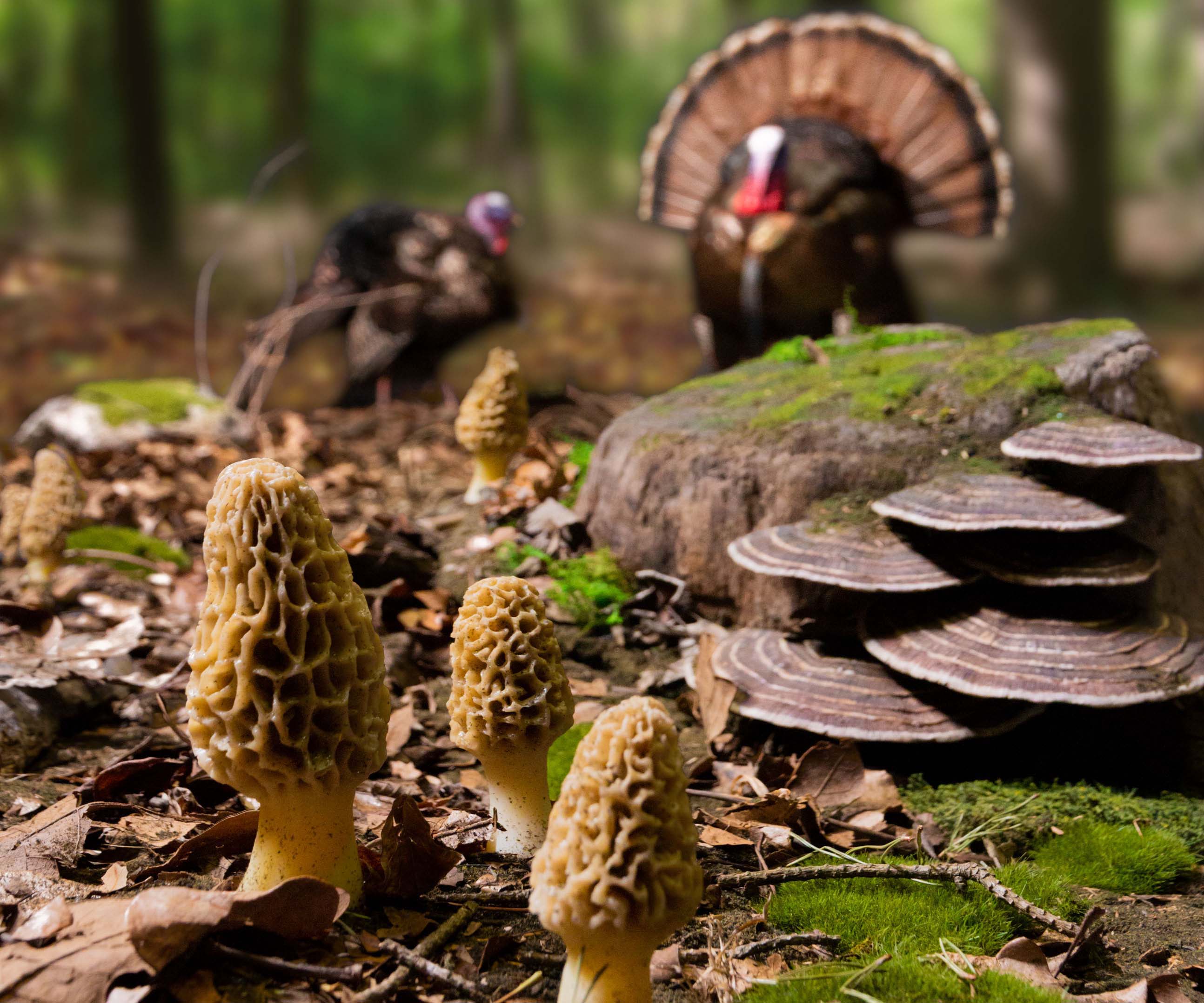 Taxidermy-Mushrooms