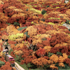 Forest Canopy™