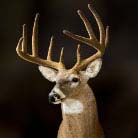 Antler Velvet